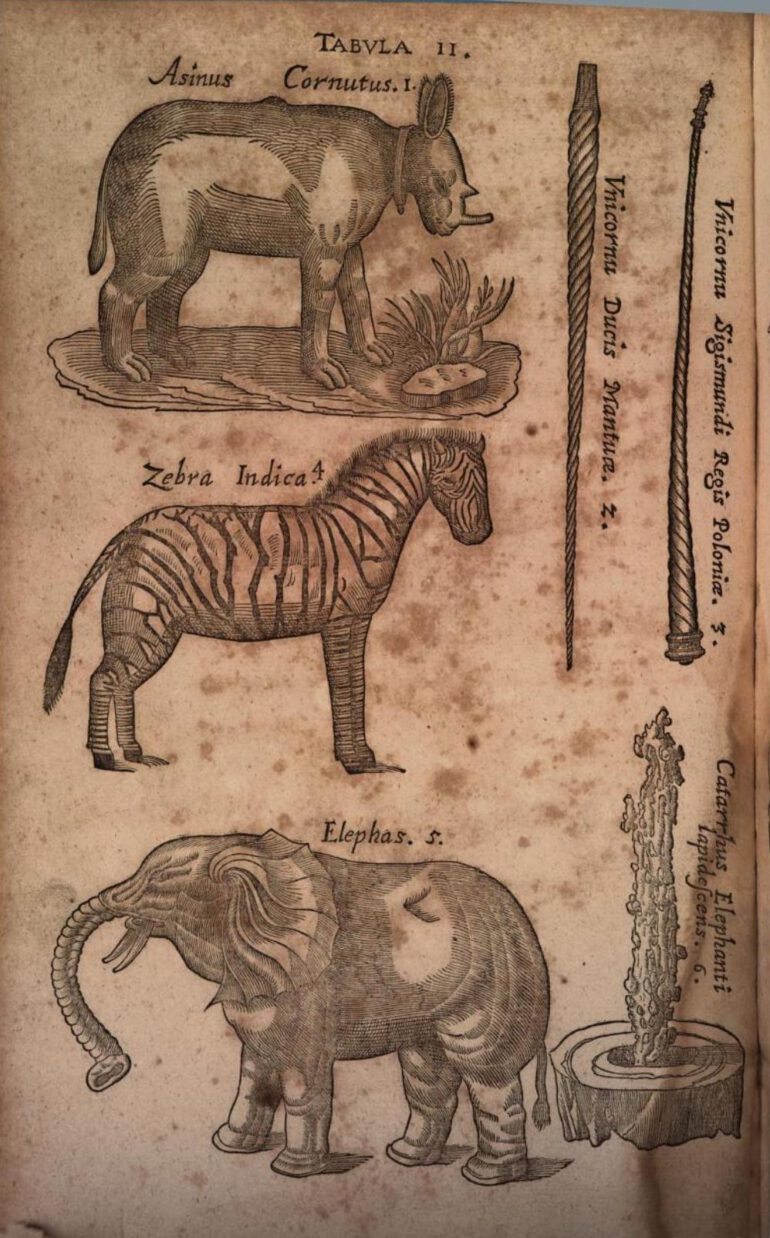 Aldrovandi 1623 Asinus Cornutus