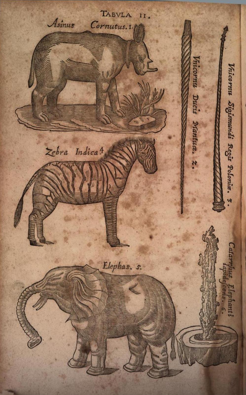 Aldrovandi 1623 Asinus Cornutus