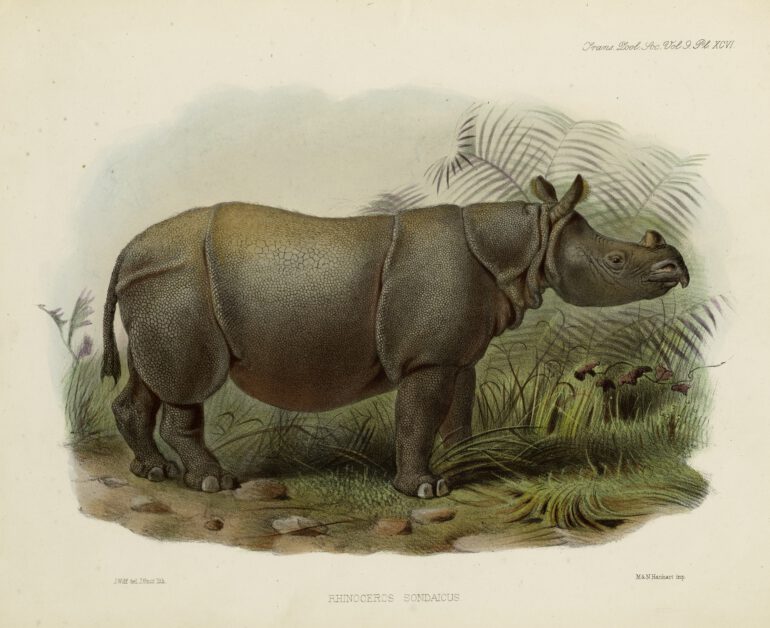 Sclater 1876 Sondaicus by Wolf