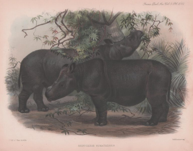 Sclater 1876 Sumatrensis by Wolf