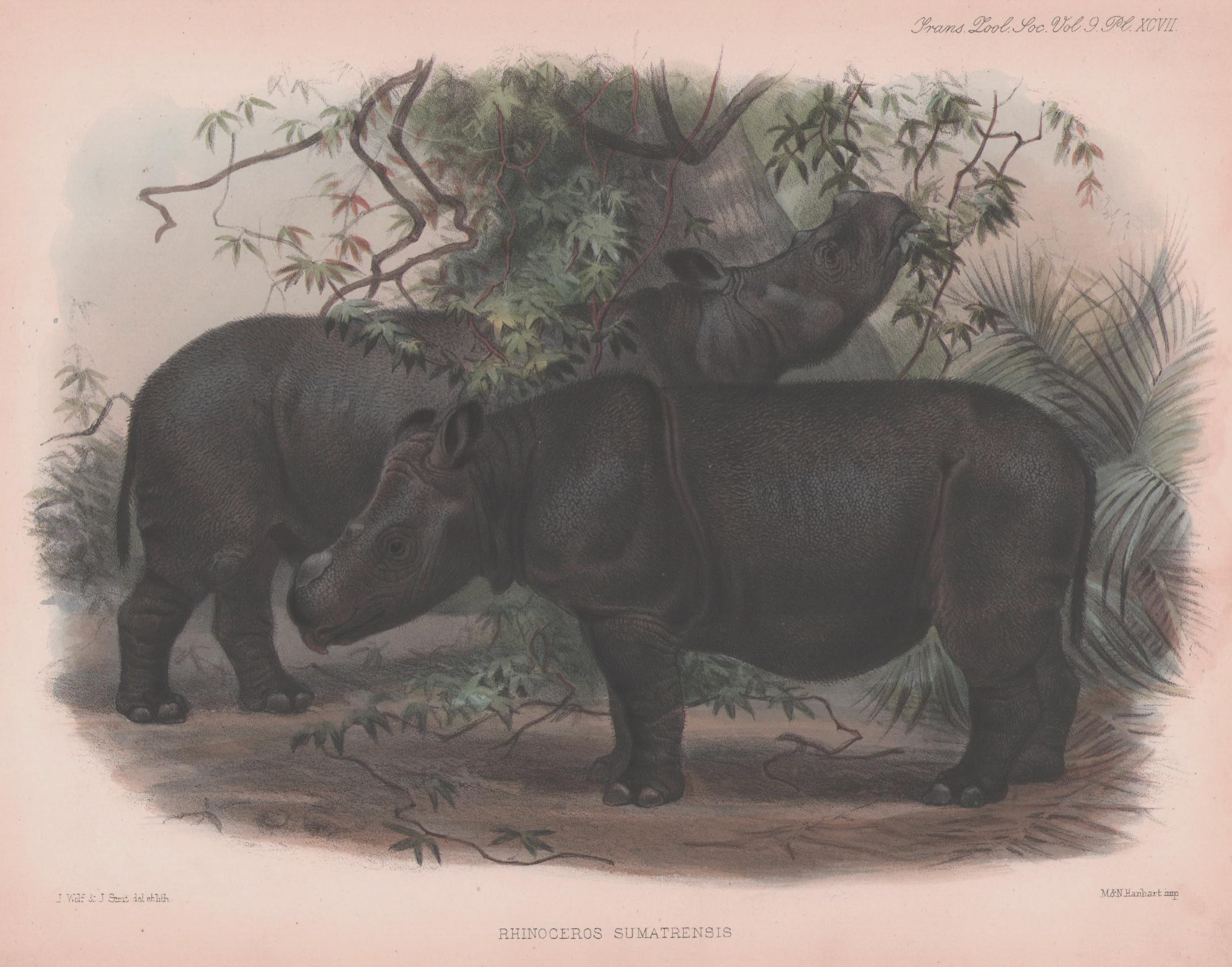 Sclater 1876 Sumatrensis by Wolf