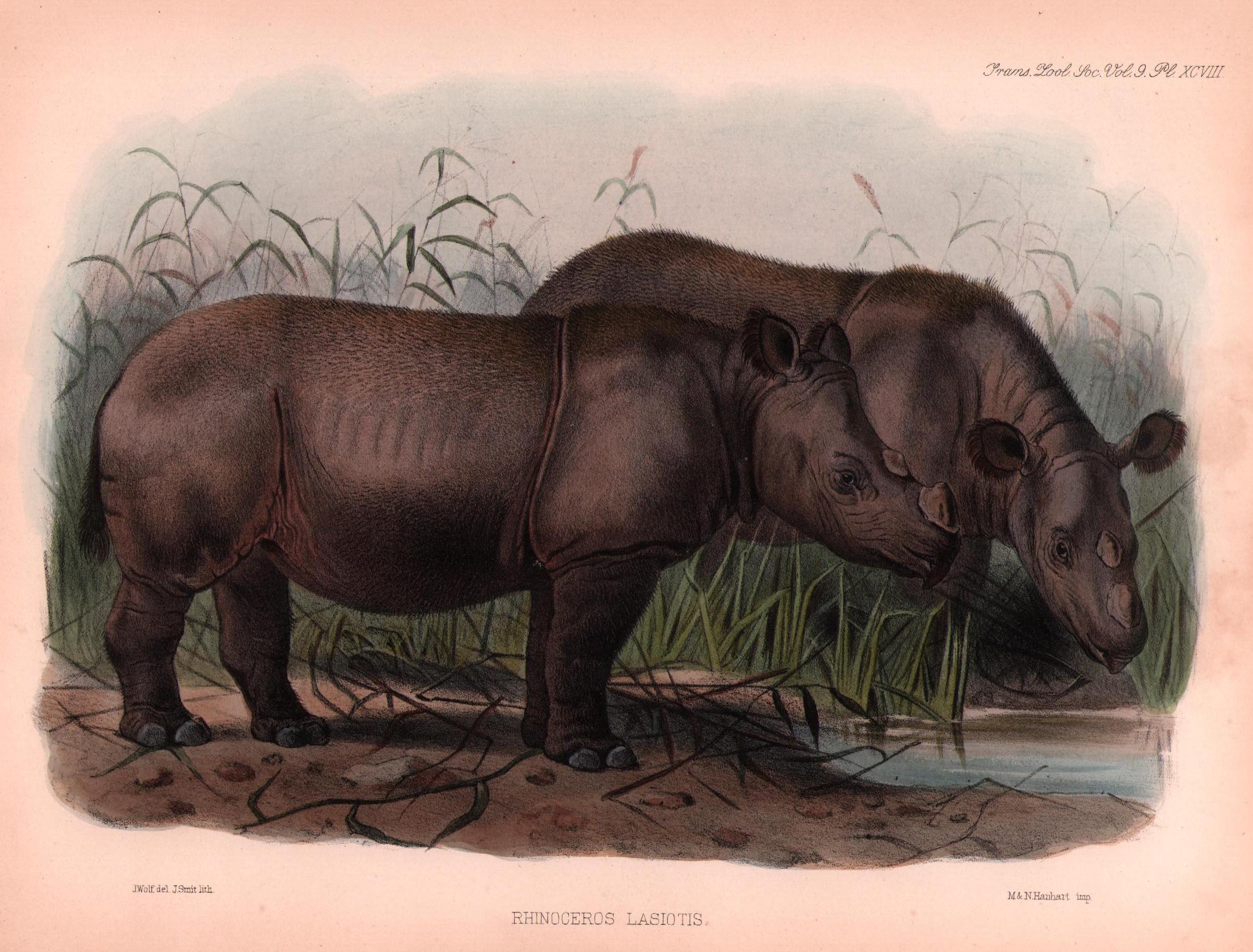 Sclater 1876 Lasiotis by Wolf