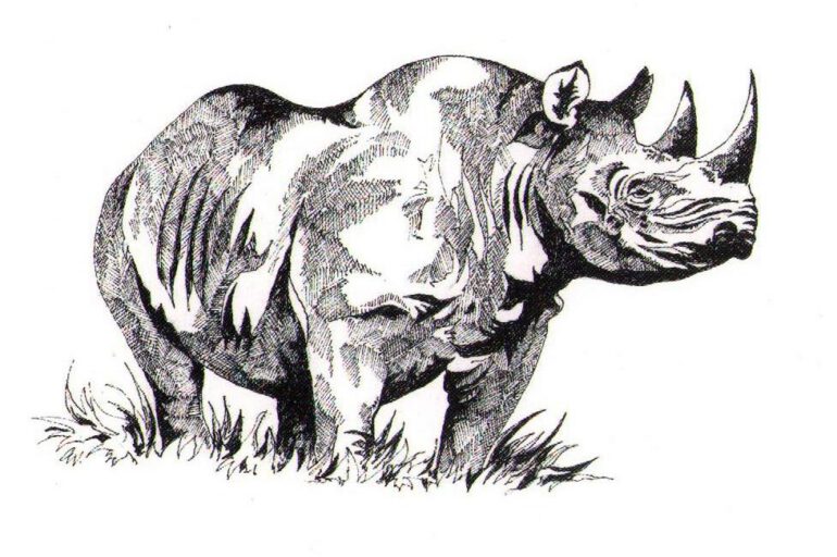 Clive Walker – standing black rhino