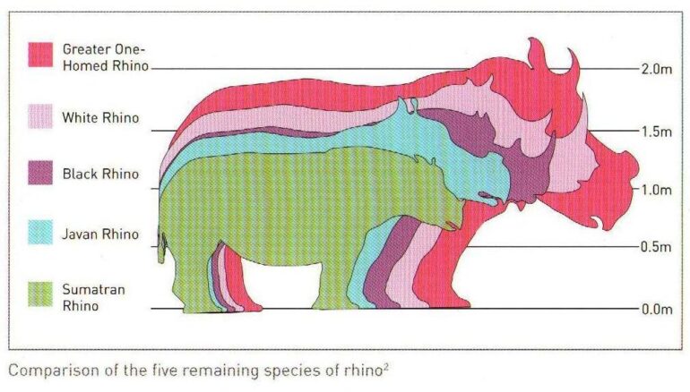 Size comparison of 5 species