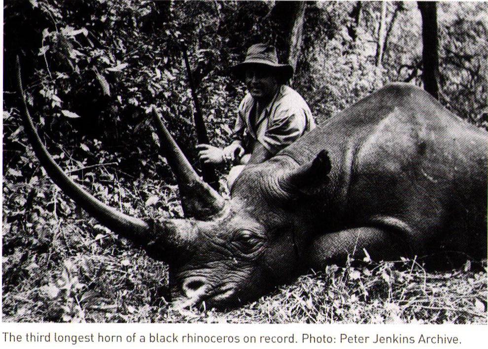Black rhino – third longest horn
