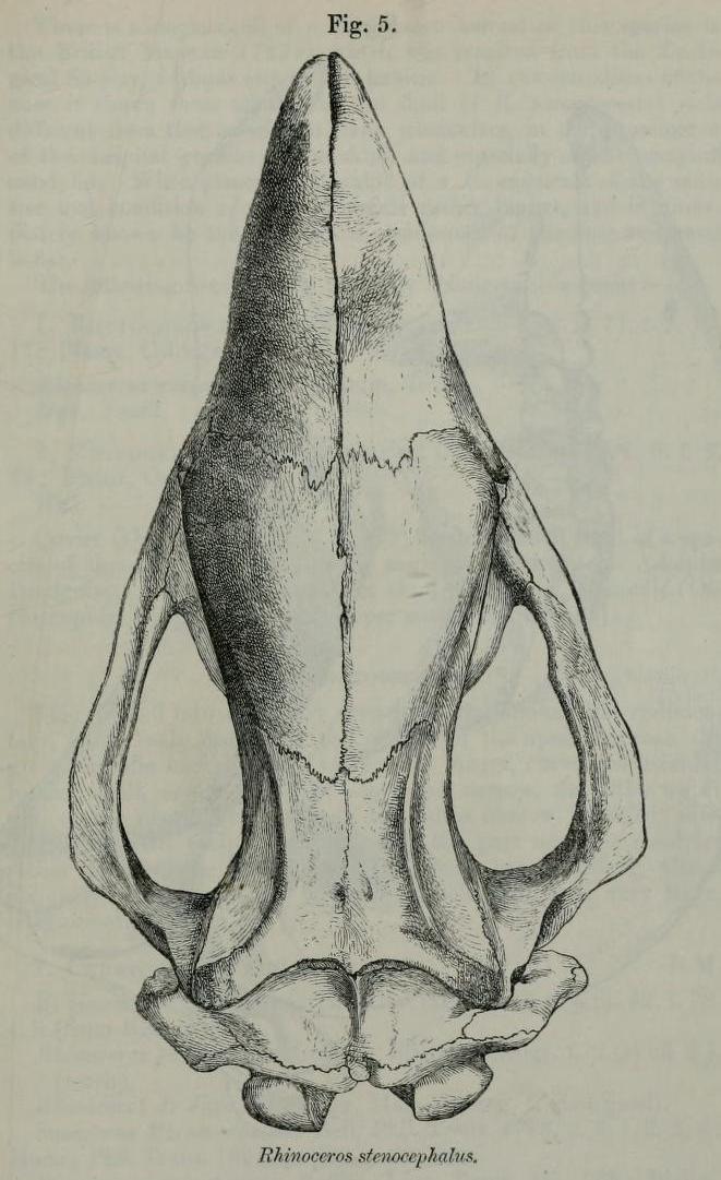 Gray 1867 nasalis skull