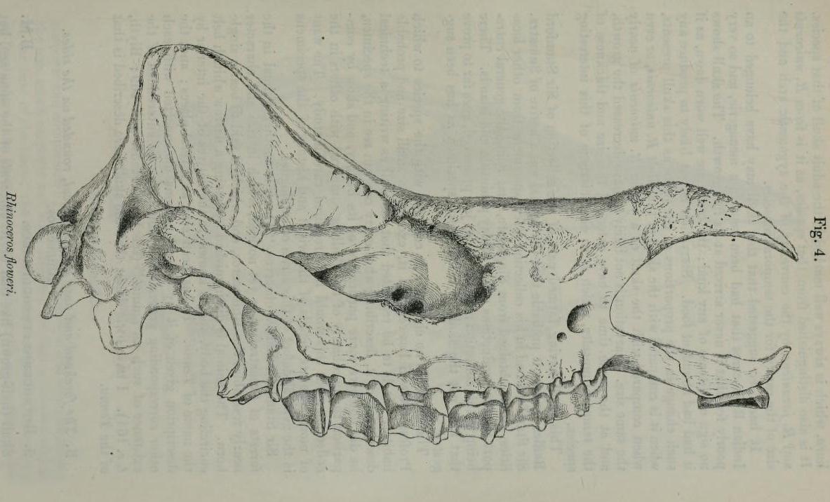 Gray 1867 floweri skull
