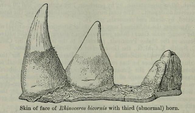 Flower 1889 three horns