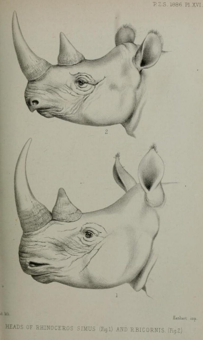 Comparison black and white rhino