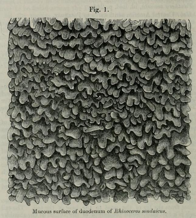 Garrod 1877 duodenum