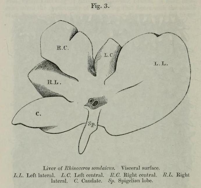 Garrod 1877 Liver