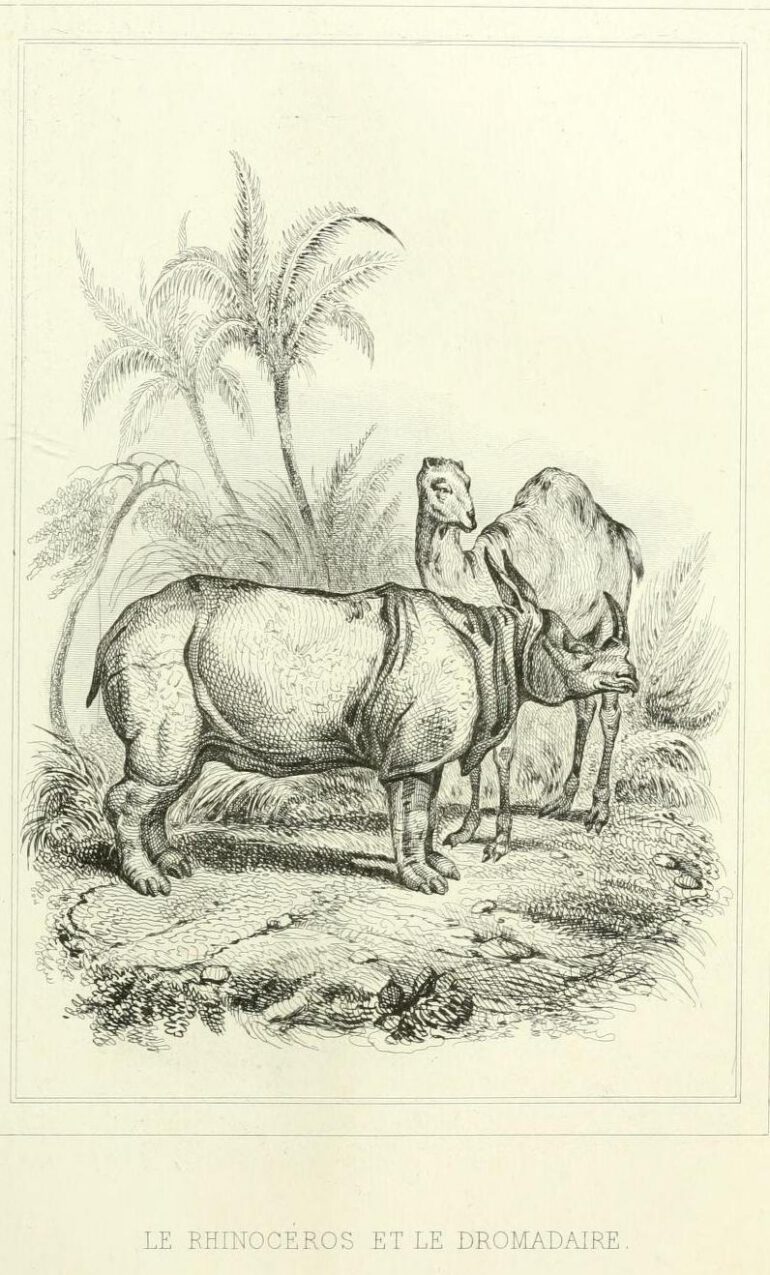 Florian 1838 Dromedary