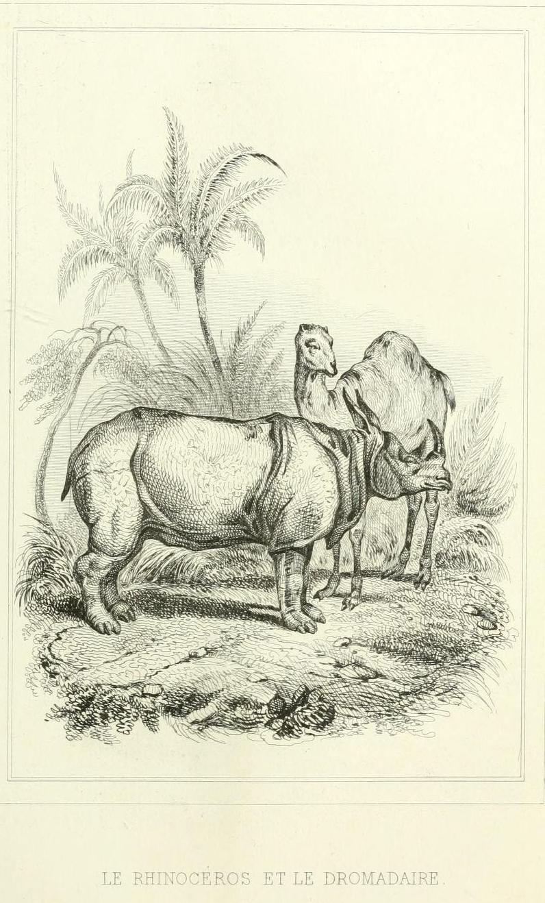 Florian 1838 Dromedary