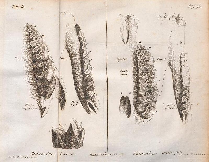 Cuvier 1822 plate 2