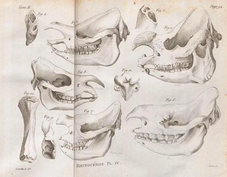 Cuvier 1822 plate 4