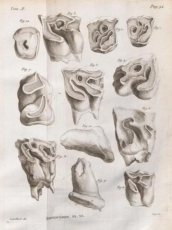 Cuvier 1822 plate 6