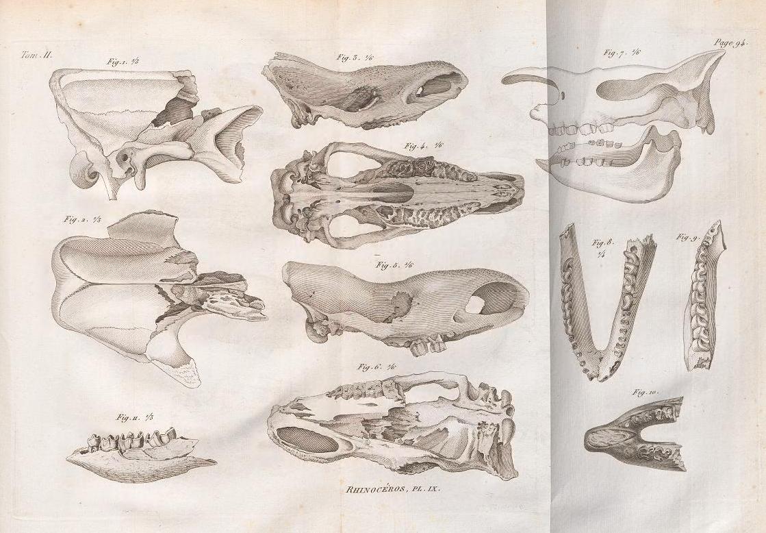Cuvier 1822 plate 9