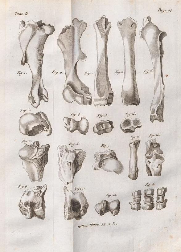Cuvier 1822 plate 10