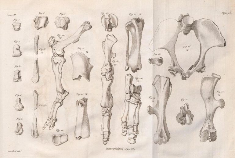 Cuvier 1822 plate 11