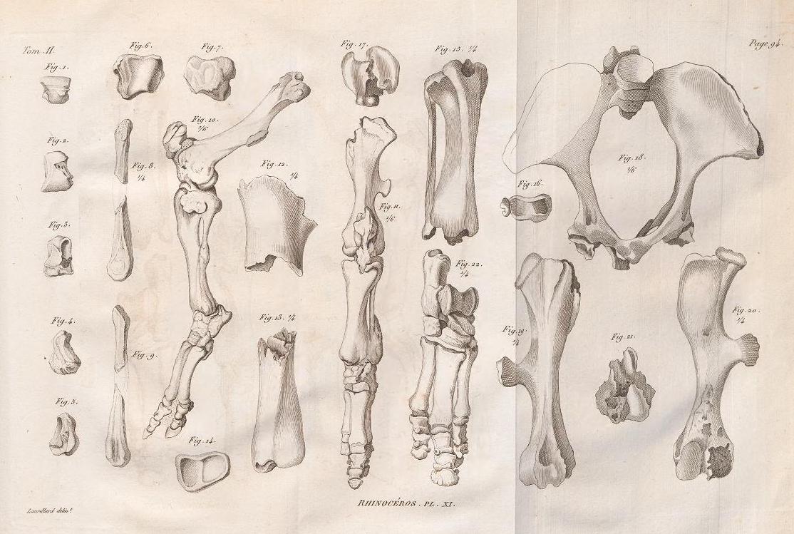 Cuvier 1822 plate 11