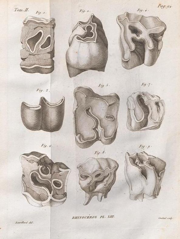 Cuvier 1822 plate 13