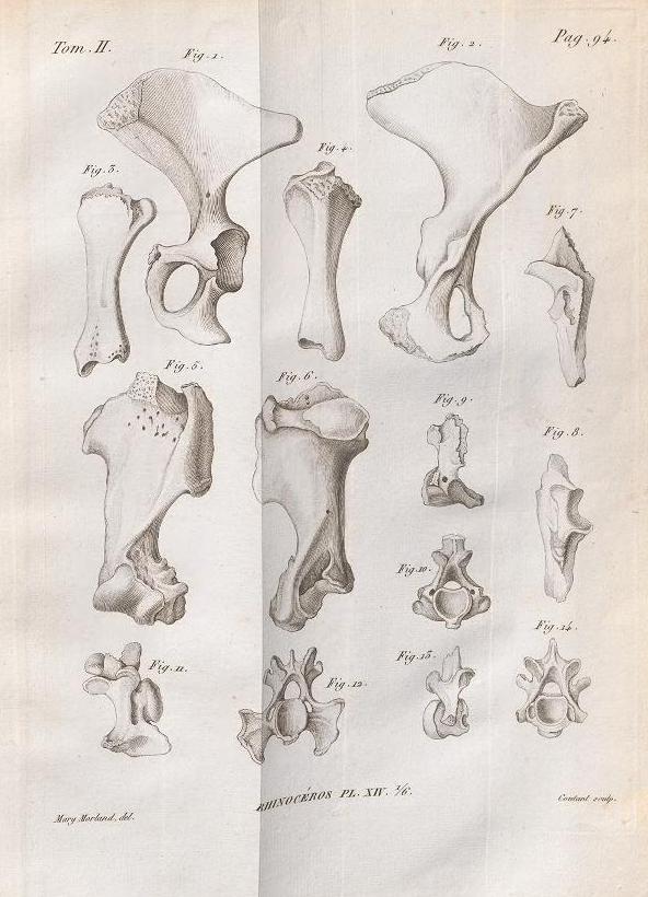 Cuvier 1822 plate 14