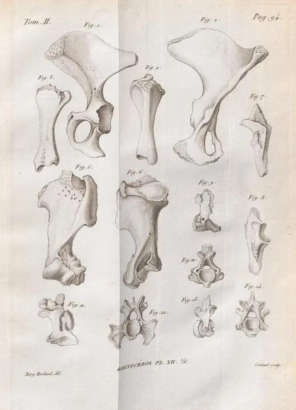Cuvier 1822 plate 14