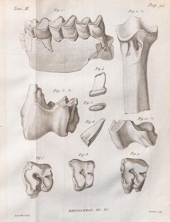 Cuvier 1822 plate 15