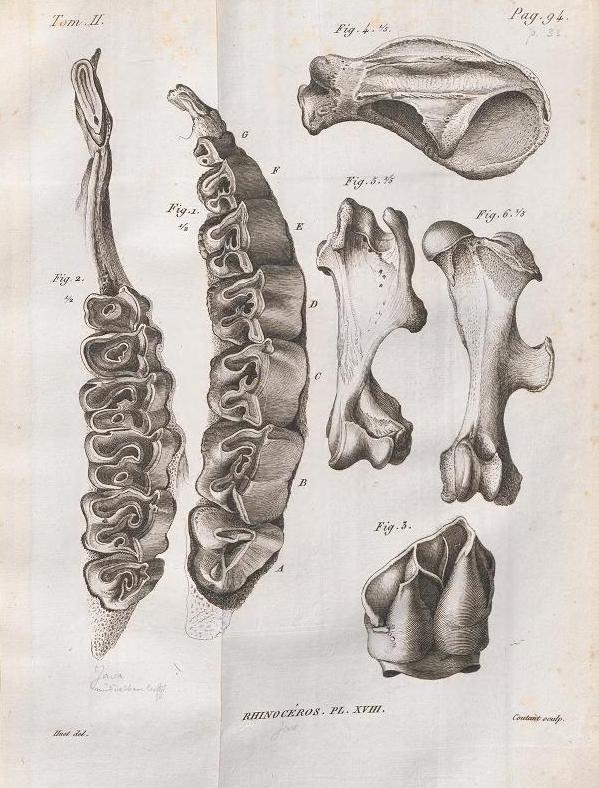 Cuvier 1822 plate 18