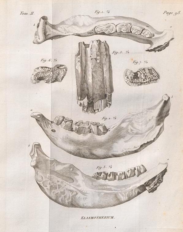 Cuvier 1822 Elasmotherium
