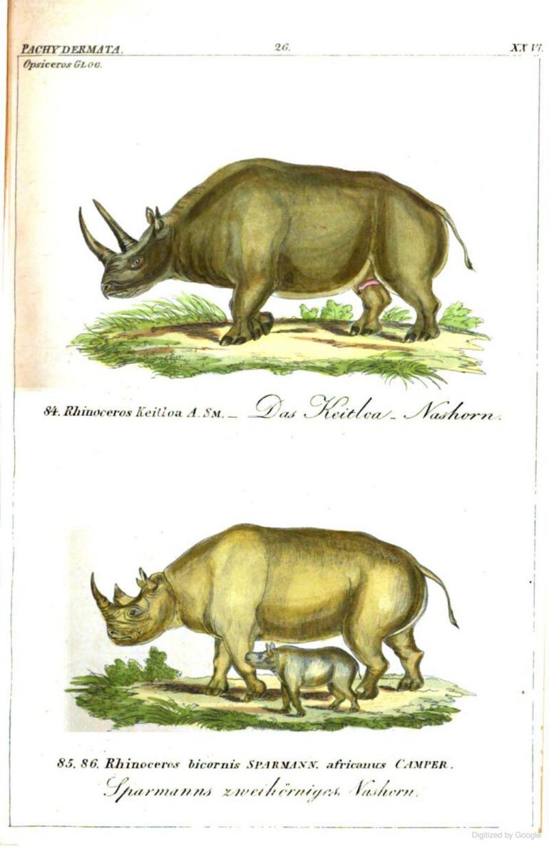 Reichenbach 1846 bicornis and keitloa