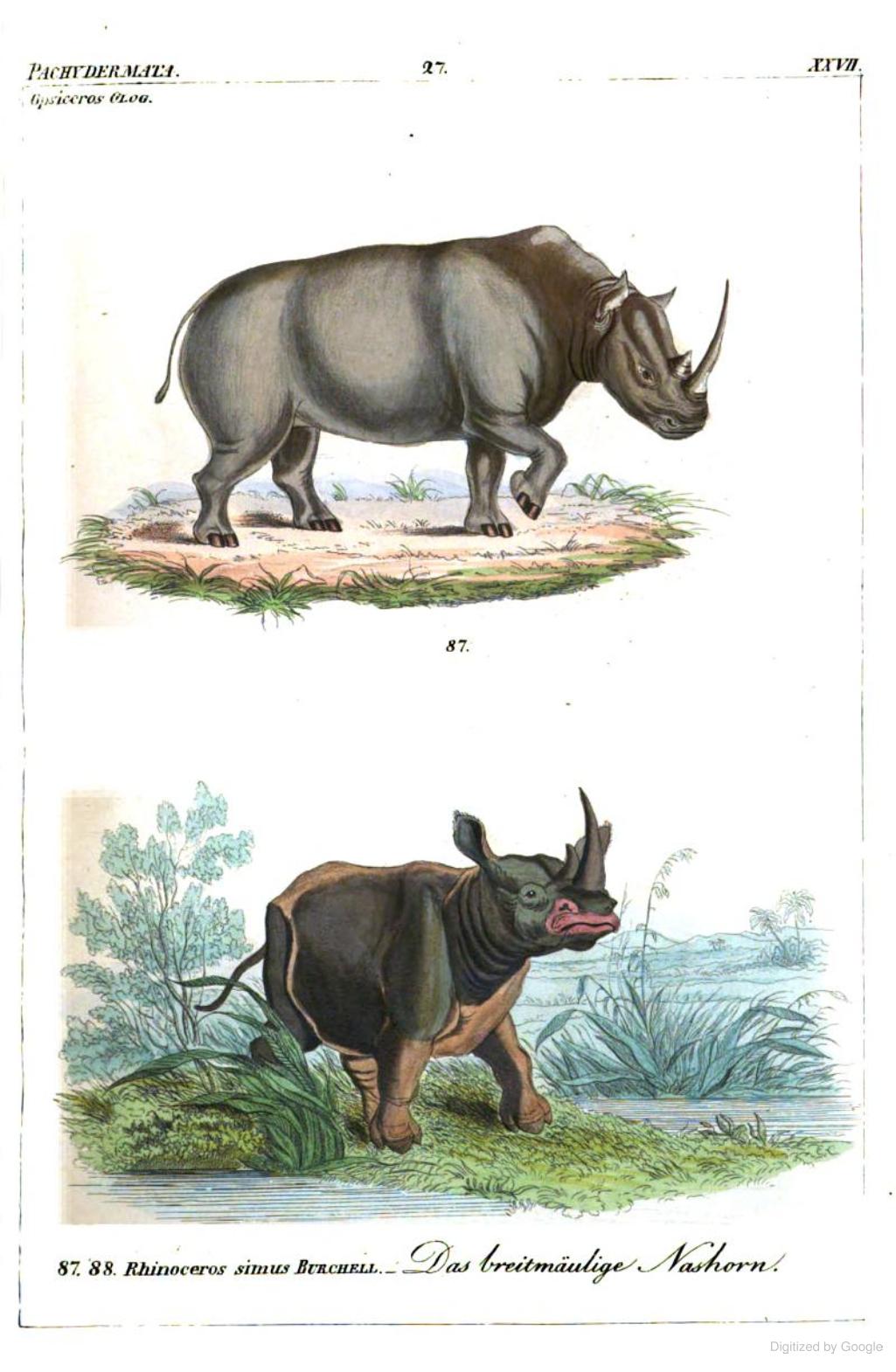 Reichenbach 1846 simus