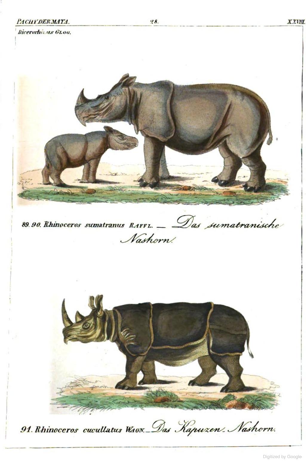 Reichenbach 1846 Sumatran