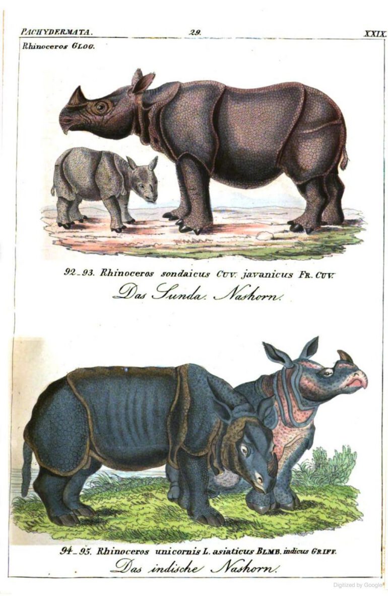 Reichenbach 1846 Javan and Indian