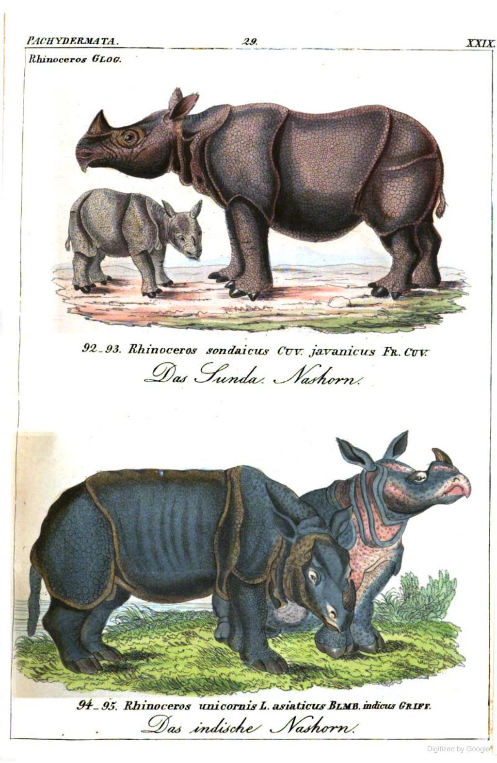 Reichenbach 1846 Javan and Indian