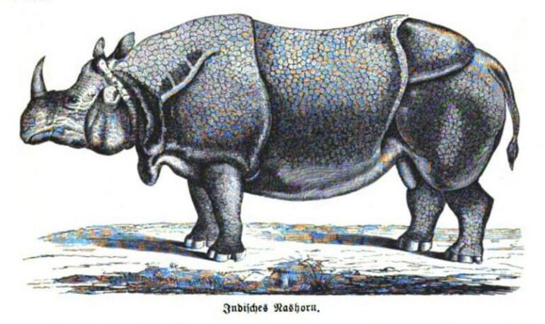 Bommeli 1894 unicornis