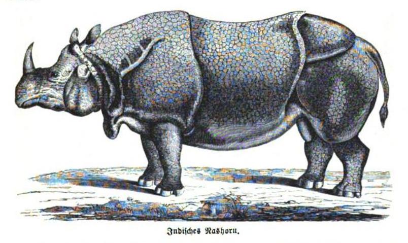 Bommeli 1894 unicornis