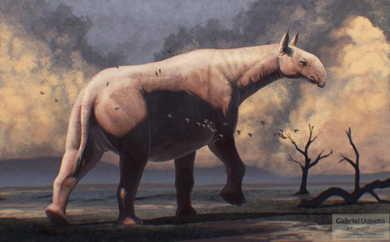 Paraceratherium transouralicum Pavlova, 1922