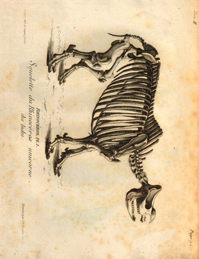 Cuvier 1825 Skeleton unicornis