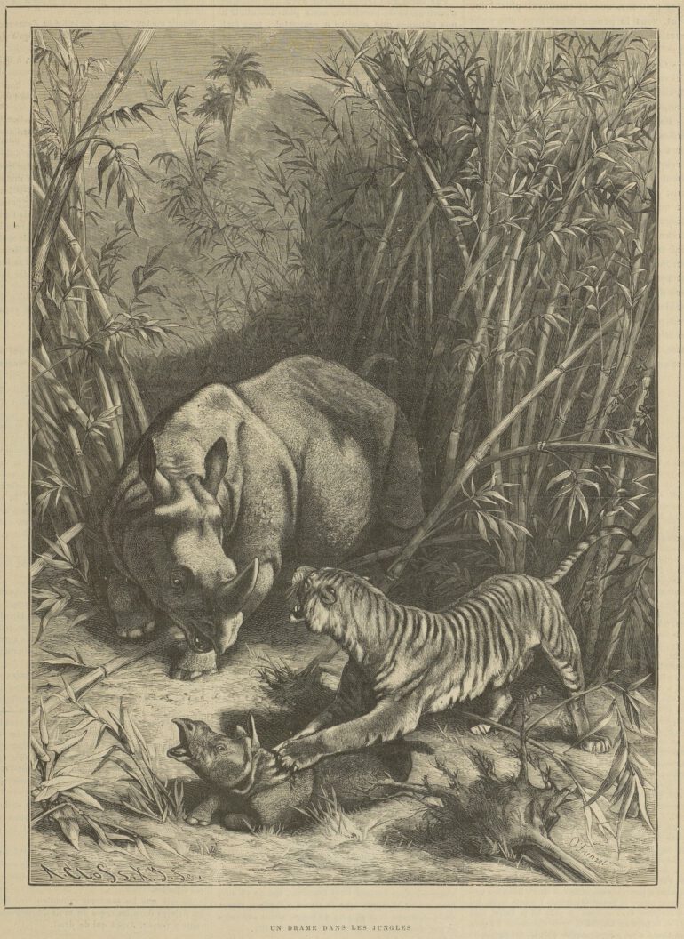 Chasse Illustree 1887 Tiger attack