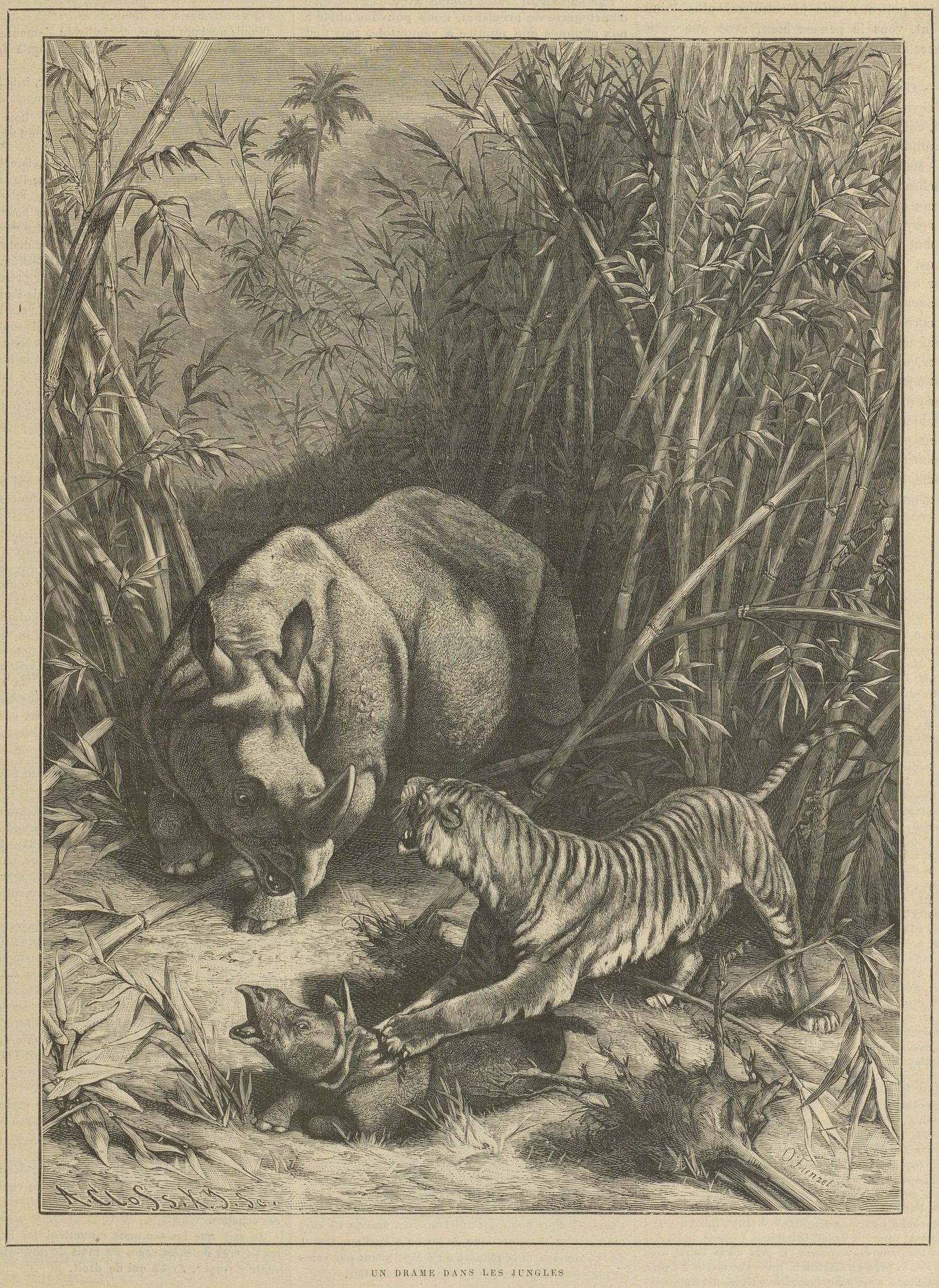 Chasse Illustree 1887 Tiger attack