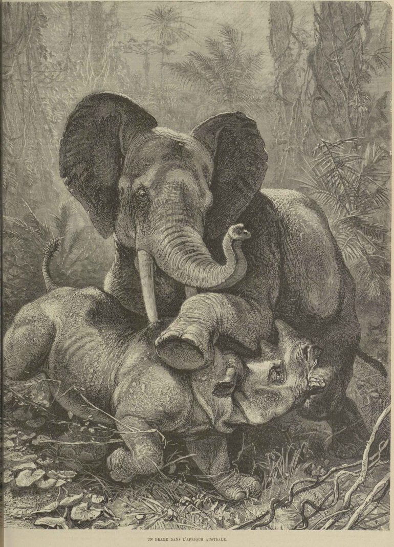 Chasse Illustree 1881 Elephant and rhino