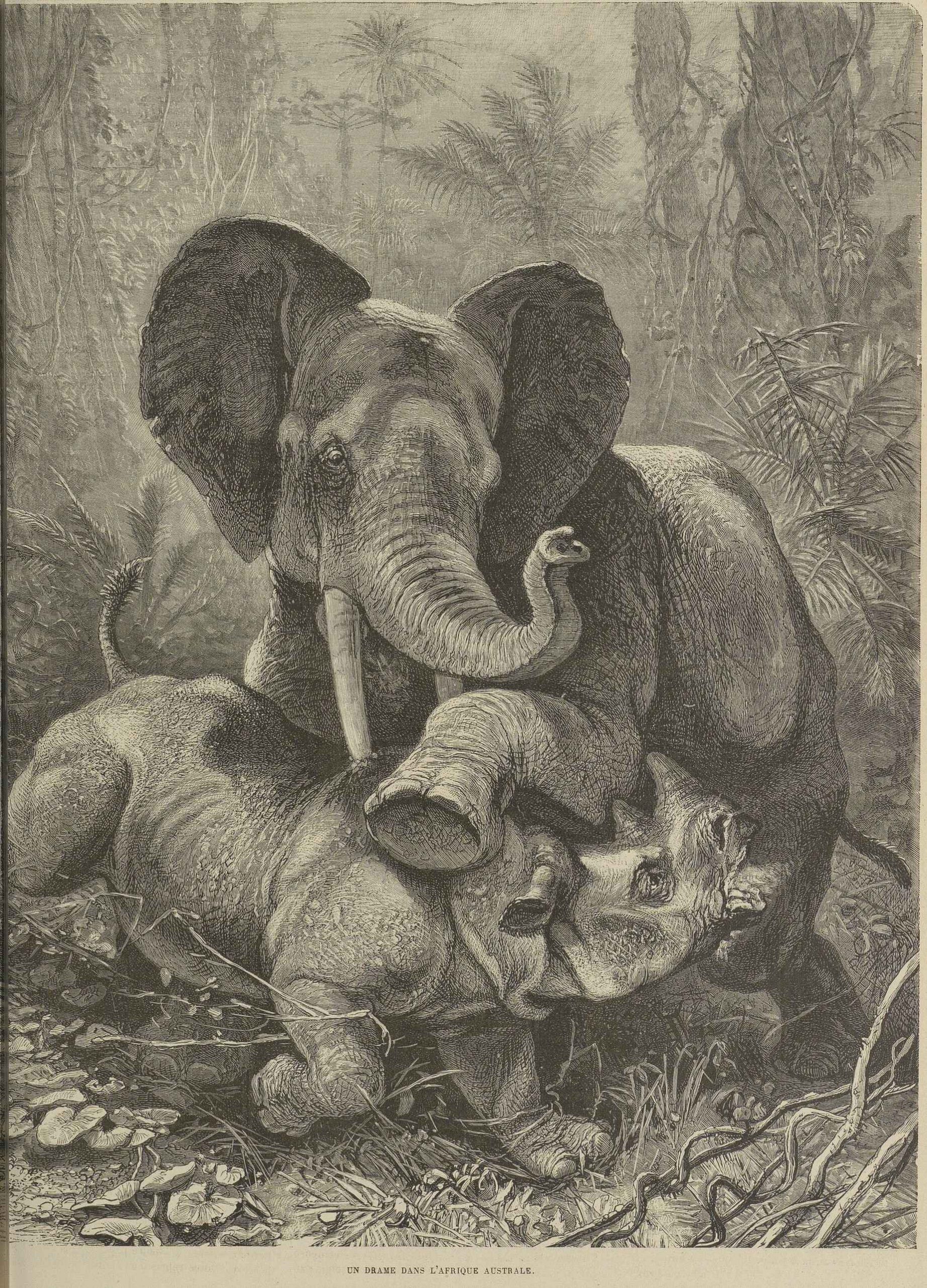 Chasse Illustree 1881 Elephant and rhino