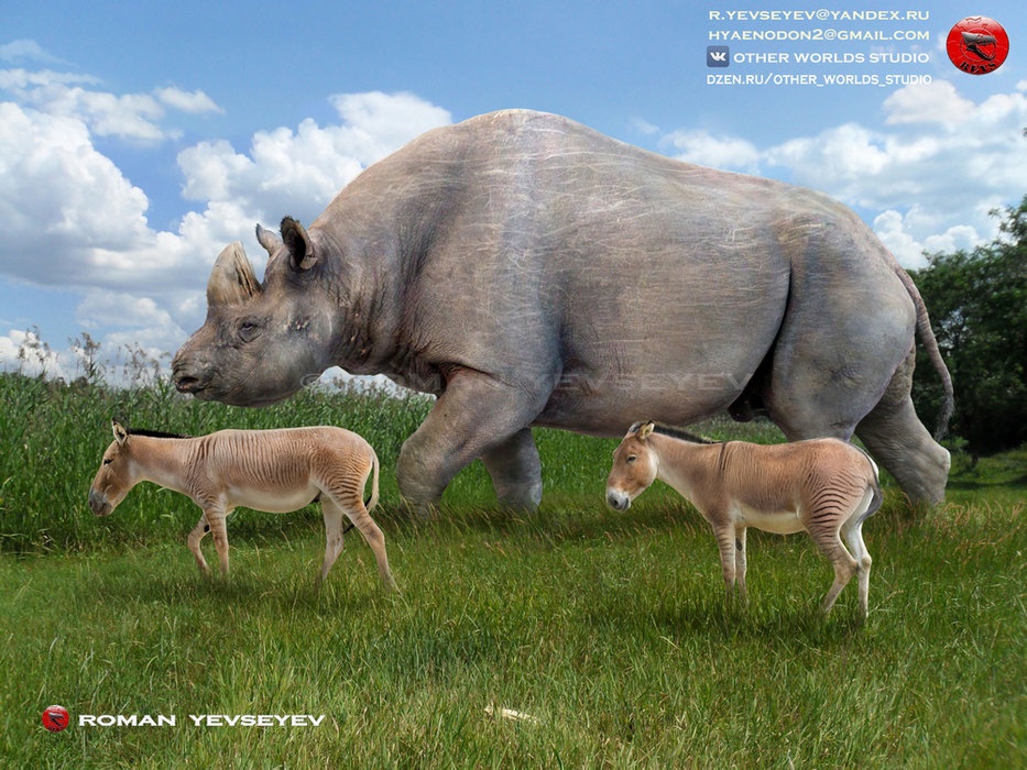 An Elasmotherium caucasicum Borissjak wandering on the Taman Peninsula
