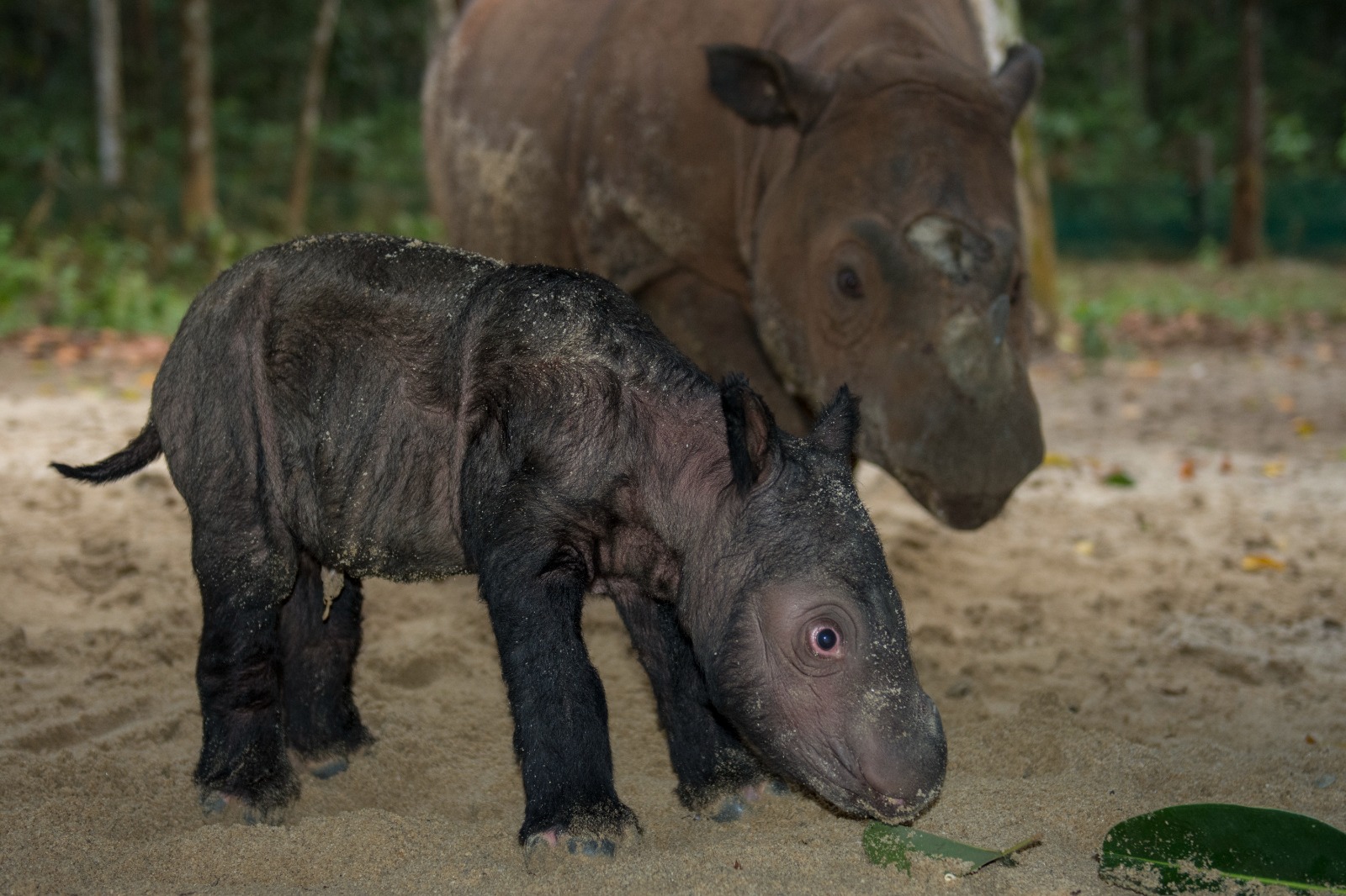 Way Kambas 2023 Ratu and calf