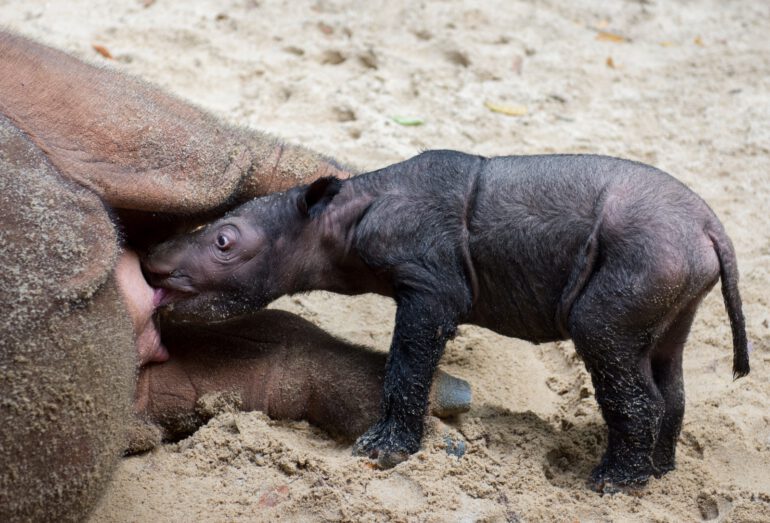 Way Kambas 2023 Ratu and calf