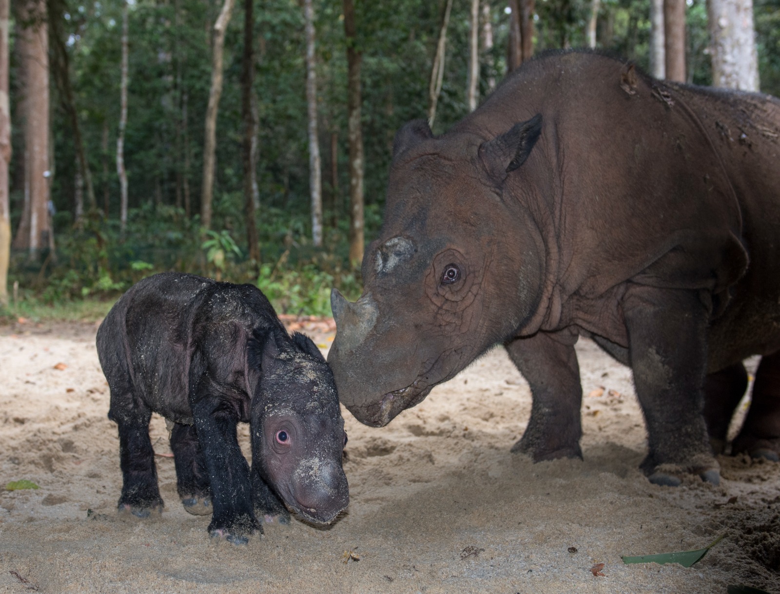 Way Kambas 2023 Ratu and calf