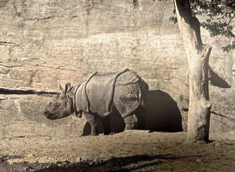 Meyer 1939 Hagenbeck unicornis