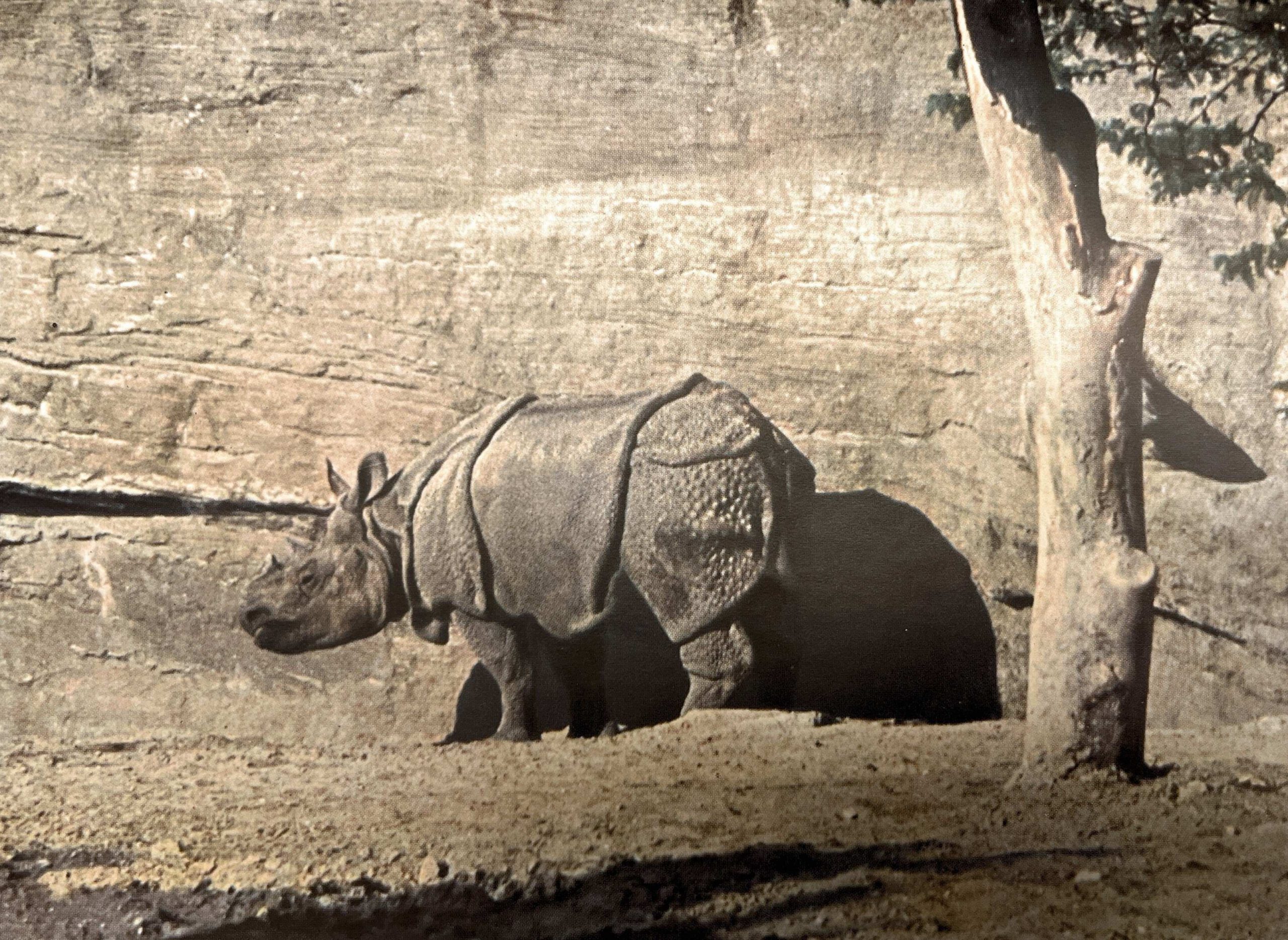 Meyer 1939 Hagenbeck unicornis