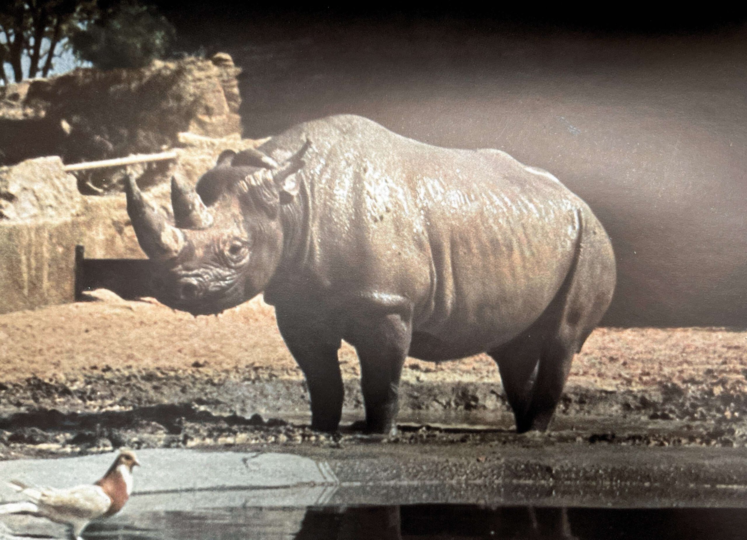 Meyer 1939 Hagenbeck bicornis